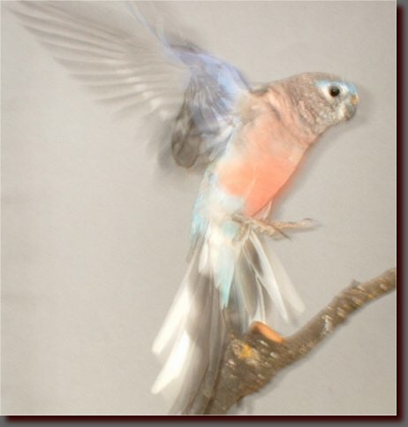 015bourke male.jpg